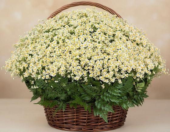 Цветочная композиция из Ромашки в корзине в Игумново